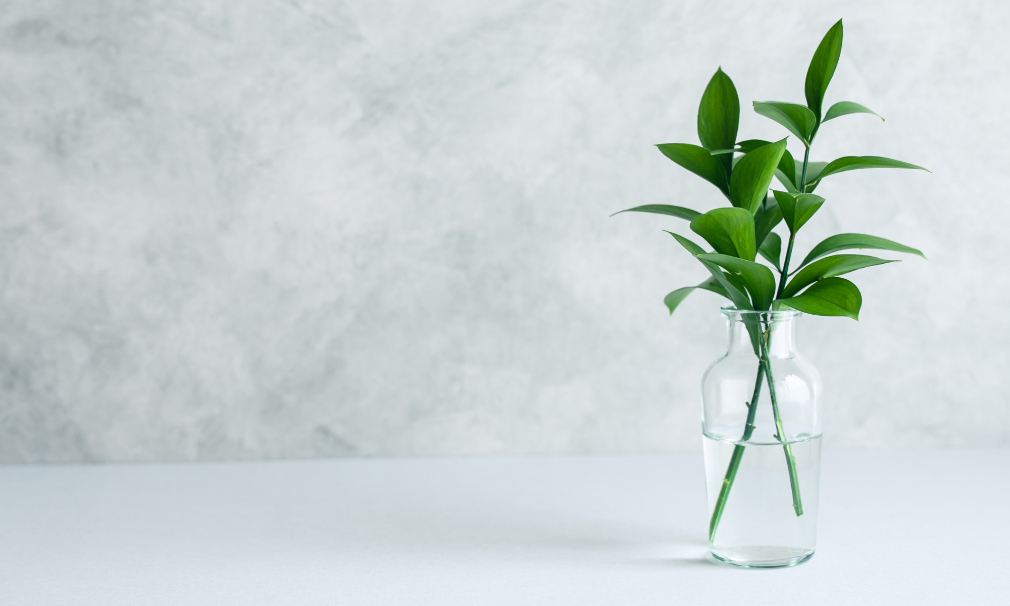 『根っこ』 -さっこからのお便り#026-