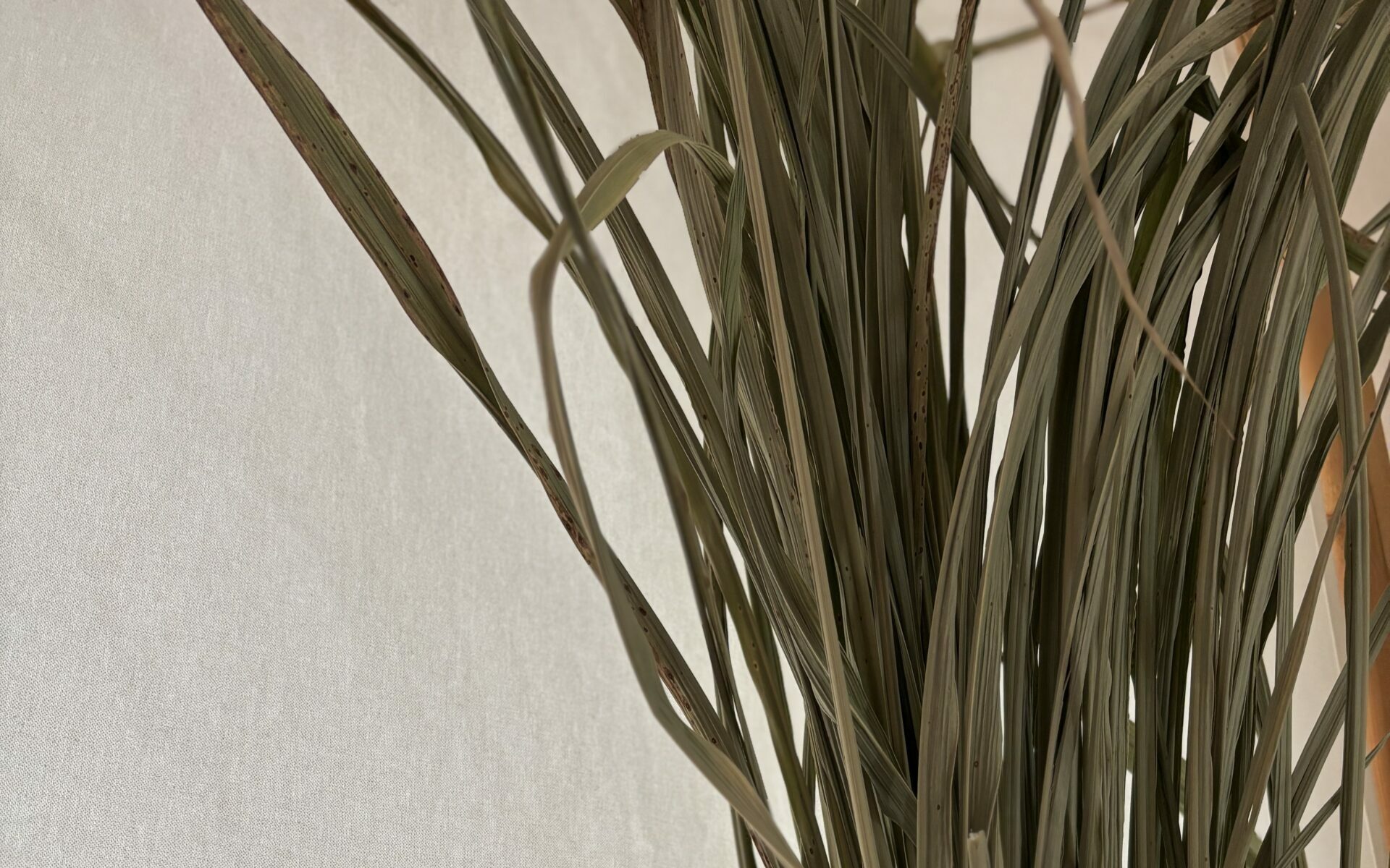 『起業』-さっこからのお便り#030-